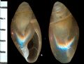 Ferussacia (Ferussacia)&nbsp;folliculus